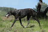 GREYHOUND 100